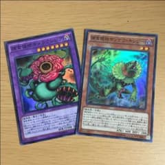 捕食植物キメラフレシア 捕食植物サンデウ・キンジーのサムネイル