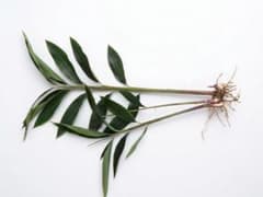 【石垣島産】アロマ観葉植物「月桃」農薬・施肥不使用 オーガニックのサムネイル