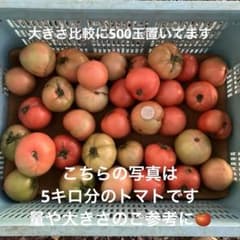 訳あり　大玉　トマト　5kgのサムネイル
