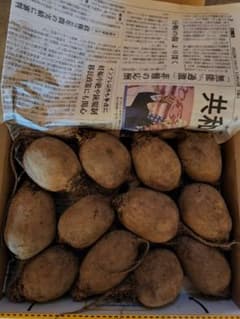 ビーツ②のサムネイル