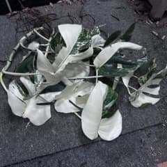 超*少様 斑入りモンステラホワイトタイガー葉付き茎5株おまとめ 超*少様 斑入りモンステラホワイトタイガー葉付き茎5株おまとめ - メルカリ