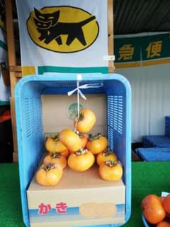 吊るし柿(あんぽ柿用)約５キロ20~26個入りのサムネイル