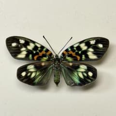 美品！　セクロピアサン　メス　蛾　標本 セクロピアサン 蛾の標本 額入り UVカット インテリアに