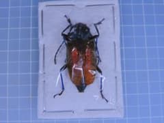 ブラジル産　カミキリムシ 標本　Pyrodes nitidus　26mm ブラジル産 カミキリムシ 標本 Pyrodes nitidus 26mm - メルカリ
