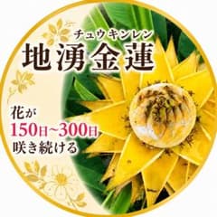 ②チュウキンレン 地湧金蓮 観葉植物のサムネイル