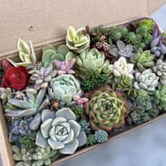 多肉植物 寄せ植え 多肉弁当 エケベリア セダム - メルカリ