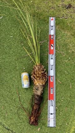 大特価奉仕品‼️Yucca Elata 地植え株 強 耐熱 耐寒 プロフ必読！⑦ 大特価奉仕品‼️Yucca Elata 地植え株 強 耐熱 耐寒 プロフ必読！㉞