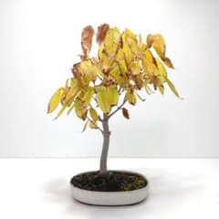 山柴楓（ヤマシバカエデ）盆栽 SS008 - メルカリ