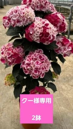 ☆アジサイ☆ホットチボリマーブル☆ピンク☆4月23日以降発送☆ ☆アジサイ☆ホットチボリマーブル☆ピンク☆4月23日以降発送☆ - メルカリ