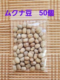 ムクナ豆(八升豆)　+　おまけ5個のサムネイル