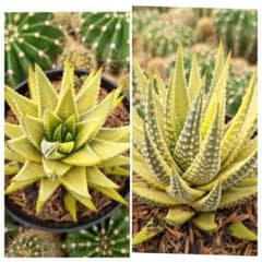 子株付き【綺麗な糊斑⭐︎ハオルチア プミラバリエガータ】錦 大苗