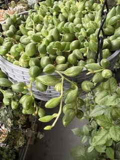 ネックレス 3種　多肉植物のサムネイル