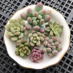 ③大人気品種 スプリングワンダー×プロリフィカ カット苗 古都の葉さん
