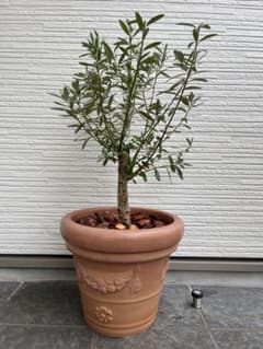 オリーブの木,た植物/観葉植物:古木幹極太『幹周り約㎝』。シプレッシーノ オリーブ オリーブの木 シプレッシーノ 古木 極太 幹太 No.45 - メルカリ