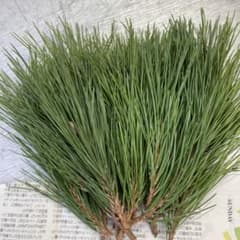 黒松 枝付き松葉 短め 15本 フレッシュ 生葉 メルカリ便 - メルカリ