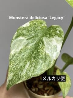 【お手本斑入り✨】モンステラ　デリシオーサ　レガシー　斑入り　希少　メルカリ便 1*0様 【美しい散り斑✨】モンステラ デリシオーサ レガシー 斑入り