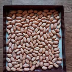 落花生オオマサリの種のサムネイル