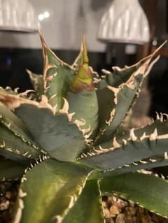 チタノタ レジェンド LEGEND アガベ 多肉植物 発根済み - メルカリ