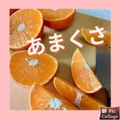 糸島産　きれいな天草　小玉11個のサムネイル