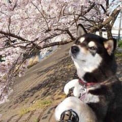 ゆみみん様 専用のサムネイル
