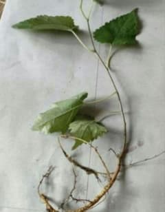 桑苗　マルベリー苗　実生苗　3株