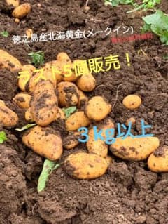 新鮮　新じゃがいも　(メークイン)　箱入り３kg以上　徳之島産のサムネイル