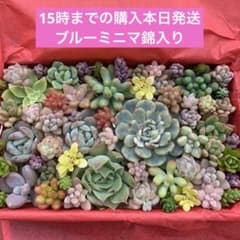 多肉植物　カット苗詰め合わせのサムネイル
