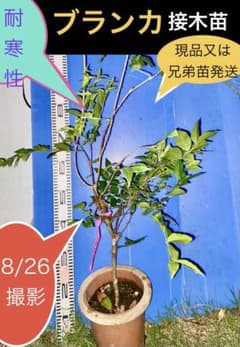 びわ クイーン長崎 枇杷 まきりんご様専用 ポポー 2品種 | Acquista su