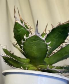 変OSP株Agave horrida Seedling アガベ ホリダ 実生選抜 - メルカリ