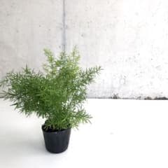 観葉植物 アスパラガス スプレンゲリー H30cm 3号ポット 5個セットのサムネイル
