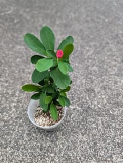 ユーフォルビア 花キリン 苗 多肉植物のサムネイル