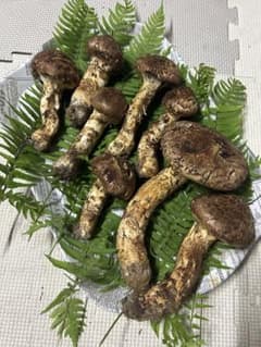 岩手県産　天然松茸　10/5午後収穫　お買い得のサムネイル