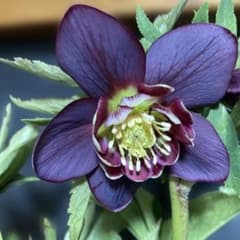 クリスマスローズ若泉ファーム雅 - メルカリ