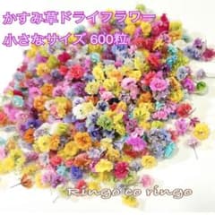 小さめかすみ草ドライフラワー 600粒 (未選別) 1のサムネイル