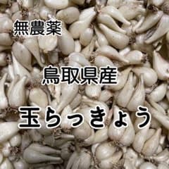 鳥取県産　玉らっきょう　Mサイズ　1kgのサムネイル