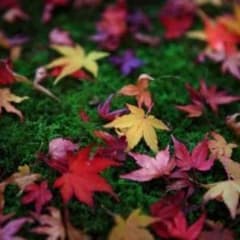 いちごちゃン専用のサムネイル