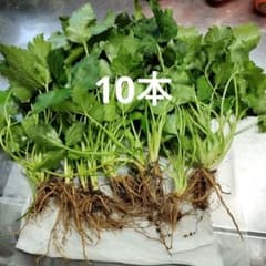 三つ葉苗 10本のサムネイル
