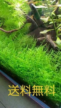 メダカ　エビおすすめ無農薬水草セットのサムネイル