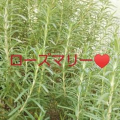 無農薬 ローズマリー 10本～15本のサムネイル