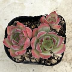粉月影 抜き苗 多肉植物 エケベリア - メルカリ
