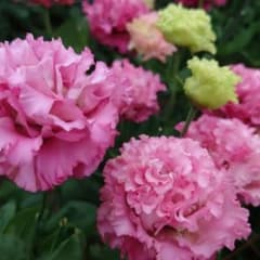 トルコキキョウ トルコギキョウ苗 新品種（まだ名前が無い）濃いピンク