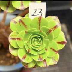 66#植物❤️アエオニウム錦❤️浣纱❤️1頭16cmカット苗 23 #観葉植物アエオニウム錦❤️グリ一ンファイア一錦❤️碧火❤1頭6cm