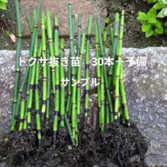 トクサ根付き20本＋予備 - メルカリ