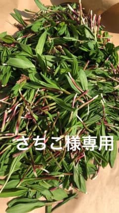 行者ニンニクのサムネイル