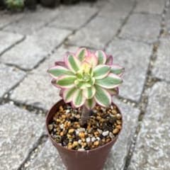 多肉植物 アエオニウム ハロウィン白錦 ちいさな抜き苗 ◎メルカリ便