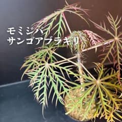 m15175028985_1.jpg?1784373111
