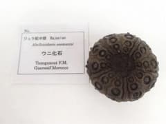 ジュラ紀 ウニ 化石 モロッコ うに 古生物 オブジェ 棘皮動物 - メルカリ