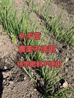 ねぎ苗700本 | Mercari