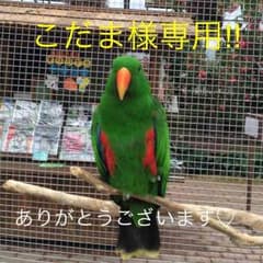 こだま様専用です(๑´ڡ`๑)ノのサムネイル