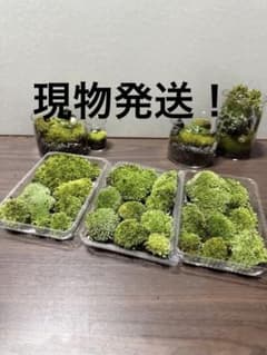 山苔 ホソバオキナゴケ等 3パック Ｎｏ．71のサムネイル